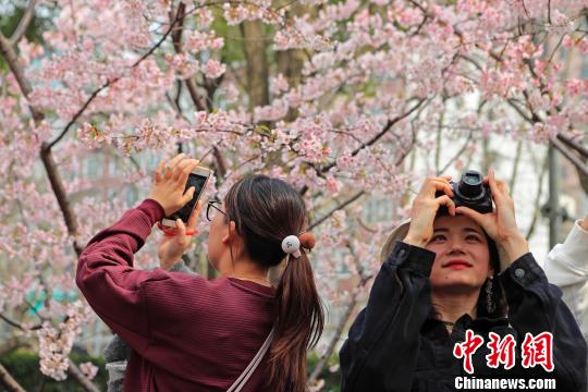 桜色満開！上海静安彫塑公園の桜並木に押し寄せる花見客