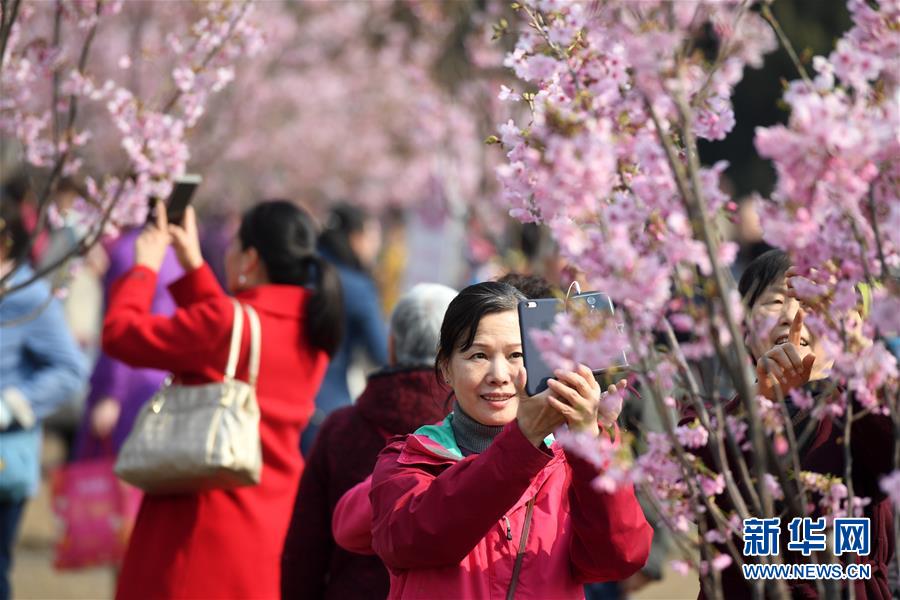 北京市の玉淵潭公園公園で早咲きの桜を楽しむ花見客（3月18日撮影・李俊東）。