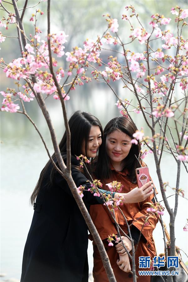 早咲きの桜満開に　北京玉淵潭公園