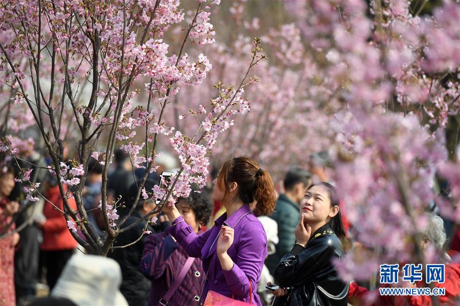 早咲きの桜満開に　北京玉淵潭公園
