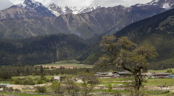 「木のない村」の歴史にピリオドを打った西藏自治区の村