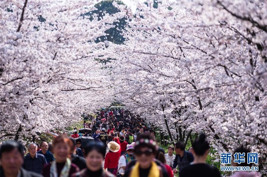 貴州省貴安新区にある桜花観光園で花見を楽しむ人々（3月19日撮影・陶亮）。
