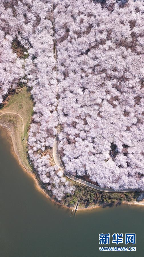 多くの花見客迎える貴州の桜並木