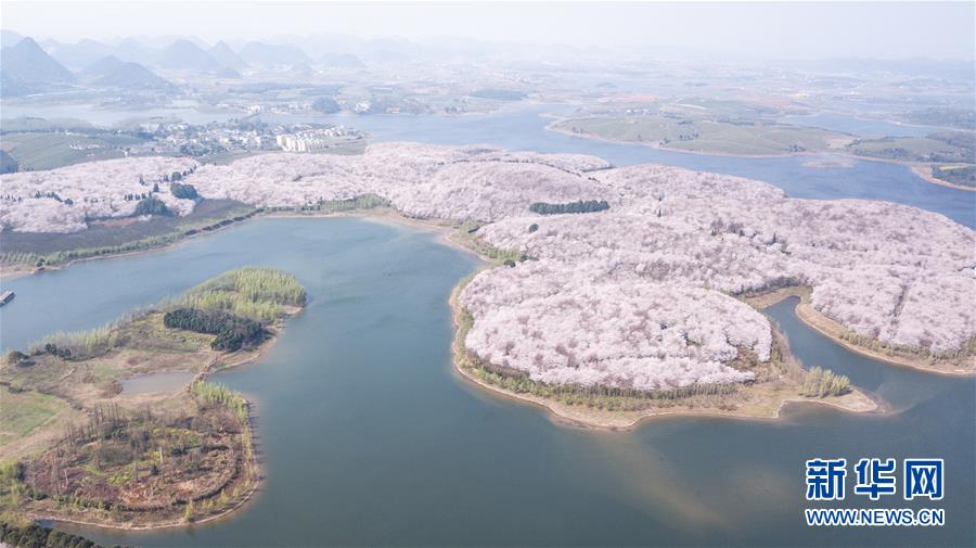 多くの花見客迎える貴州の桜並木