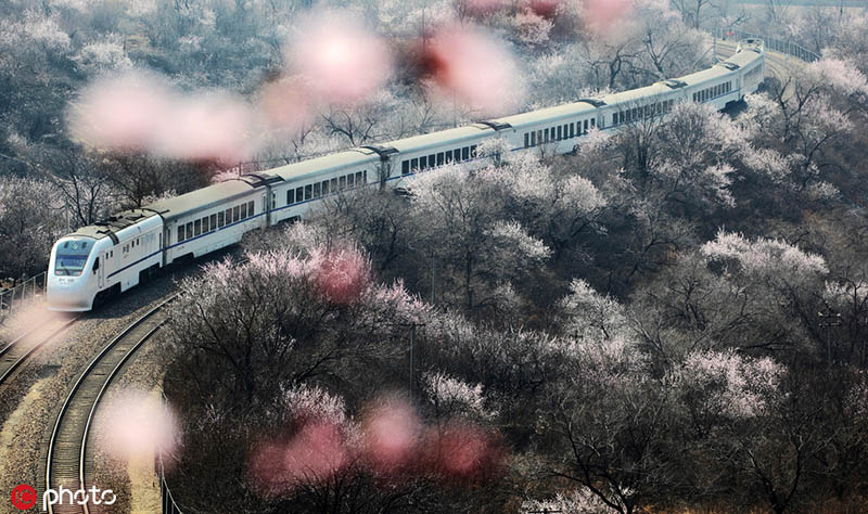 ヤマモモが咲き乱れる中を走る北京市郊外鉄道S2線（東方IC が画像の著作権所有。転載禁止）。