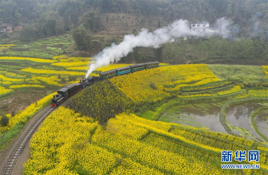 菜の花畑とSLで地元観光業も活性化　四川省