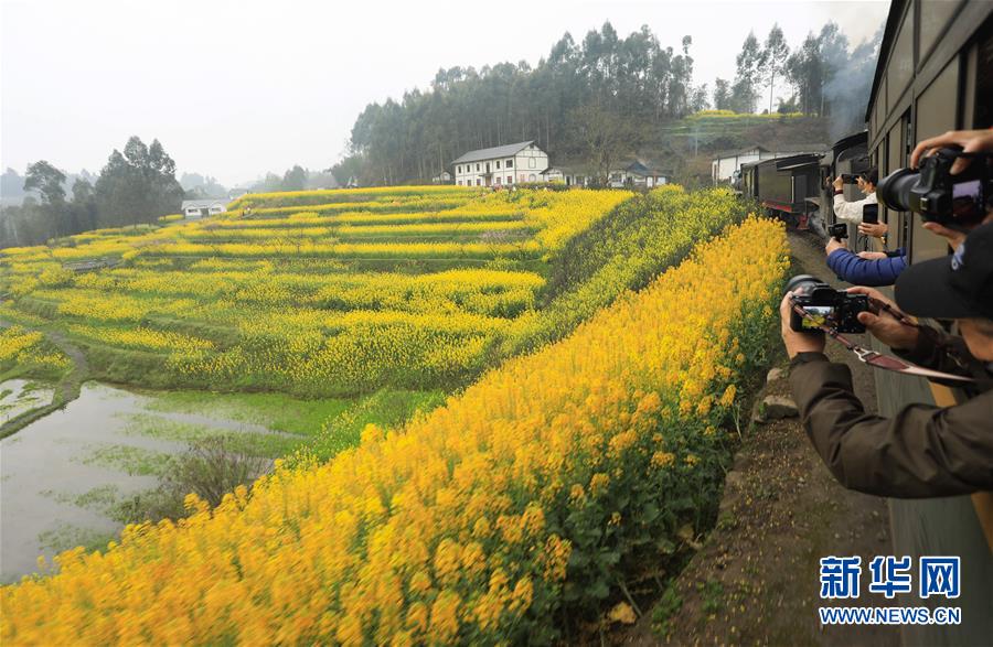 菜の花畑とSLで地元観光業も活性化　四川省