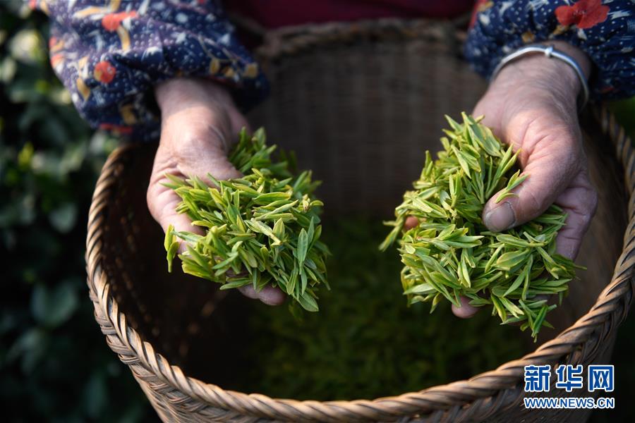 緑茶の西湖龍井茶が収穫期迎える杭州　浙江省 