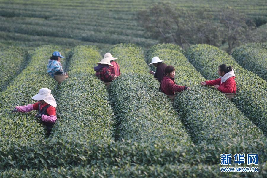 3月20日、杭州市西湖区転塘街道龍塢茶村の茶畑で茶を摘む茶農家の女性たち(撮影・黄宗治)。