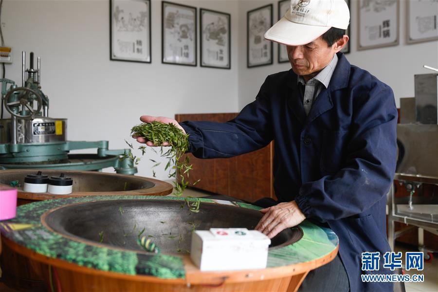 緑茶の西湖龍井茶が収穫期迎える杭州　浙江省 
