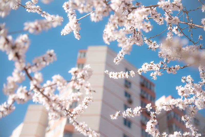中国人民大学：キャンパスでは桃の花が開花した（撮影・宋欣然）。