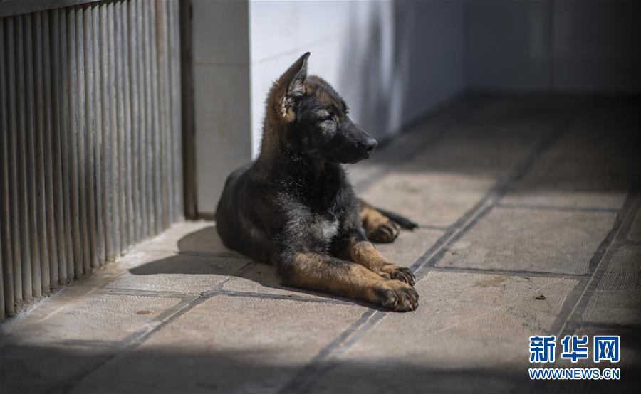 中国初のクローン警察犬が「入学」　昆明で訓練へ