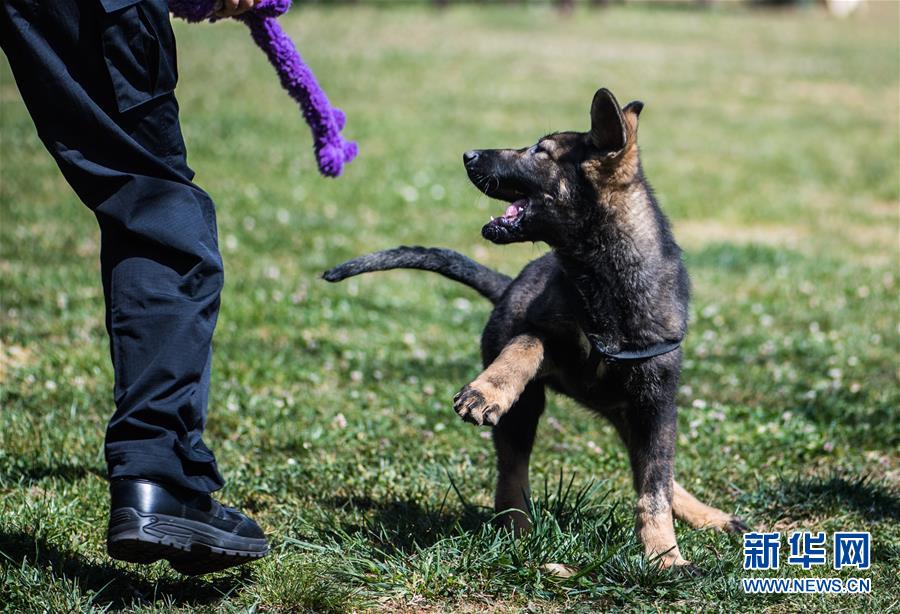 中国初のクローン警察犬が「入学」　昆明で訓練へ