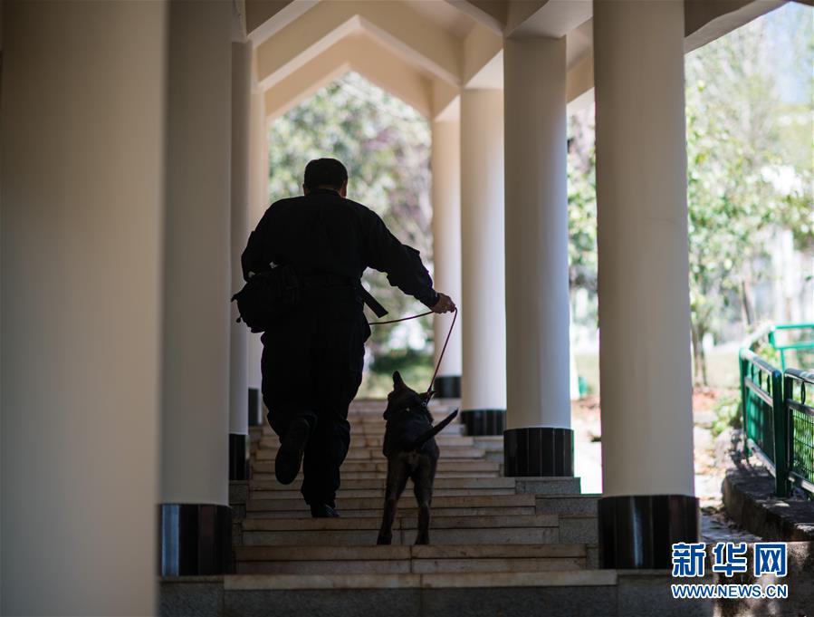 中国初のクローン警察犬が「入学」　昆明で訓練へ