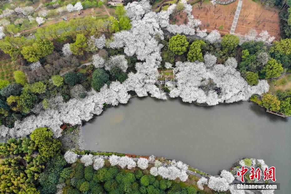 湖南省植物園の桜が満開