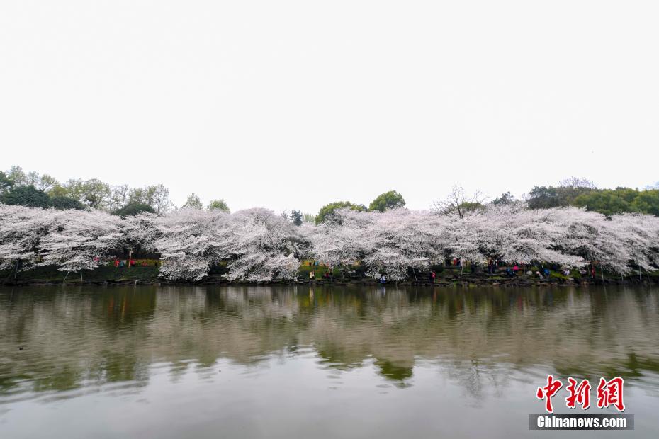 湖南省植物園の桜が満開　まるで春の雪景色
