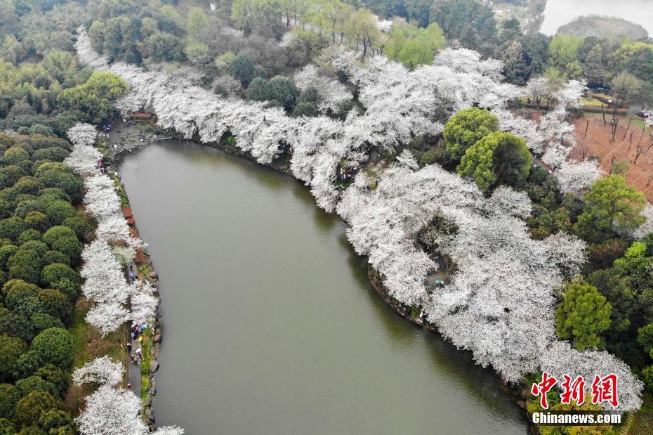 湖南省植物園の桜が満開　まるで春の雪景色