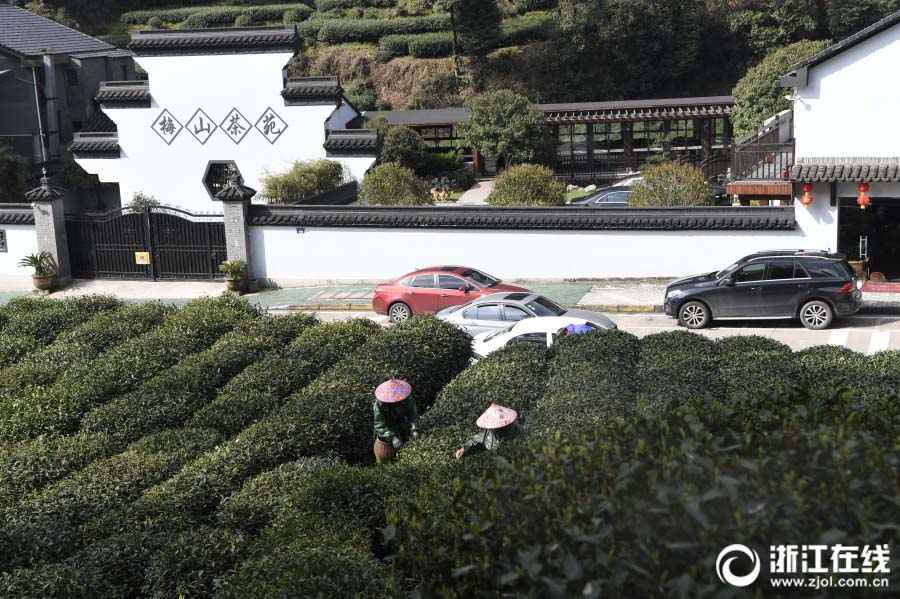 杭州市梅家塢で緑茶・西湖龍井が収穫期　 清明前の茶葉は500グラム4万円