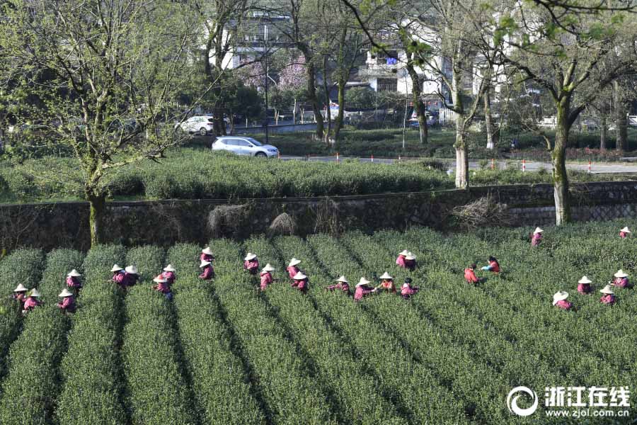 杭州市梅家塢で緑茶・西湖龍井が収穫期　 清明前の茶葉は500グラム4万円