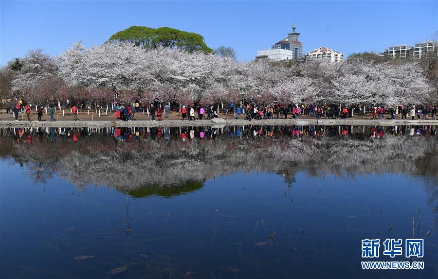 見ごろ迎えた北京玉淵潭公園の桜