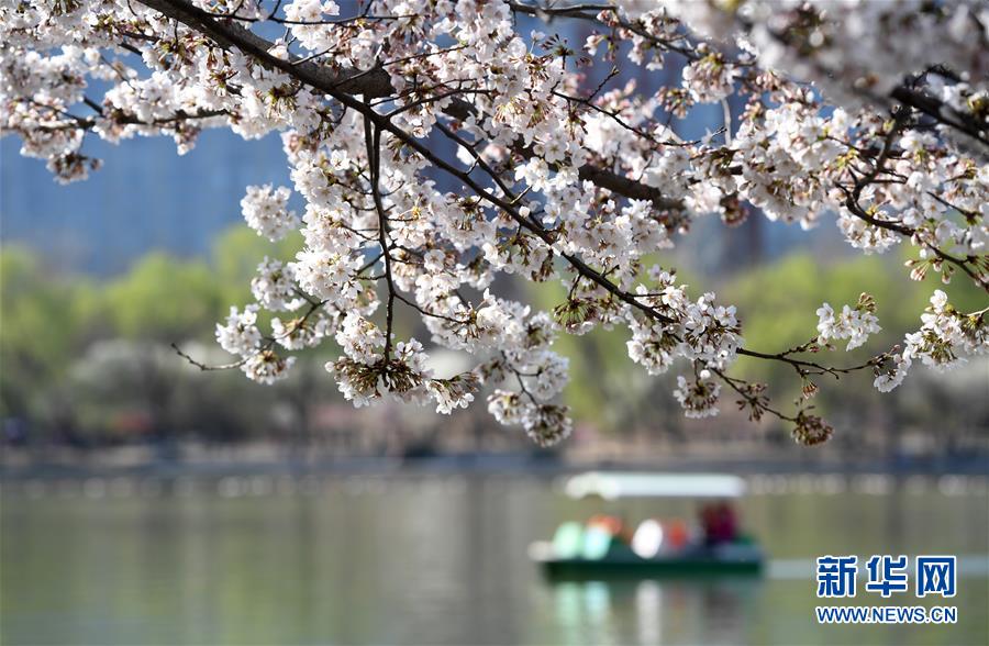 見ごろ迎えた北京玉淵潭公園の桜