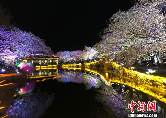 ライトアップされて独特な雰囲気を漂わせている中国の桜の名所として名高い江蘇省無錫市太湖（撮影・孫権）。