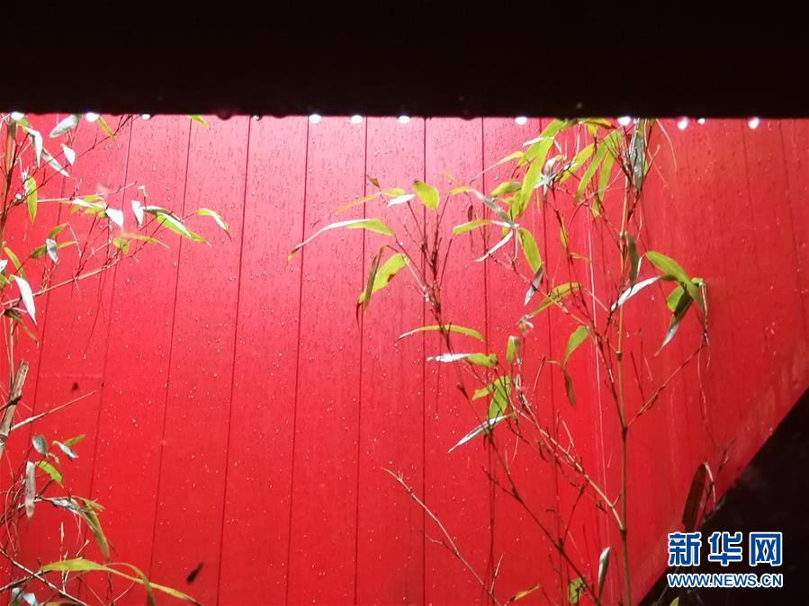 「ツリーハウス」を穿つように生える竹（3月27日携帯による撮影・張岩）。