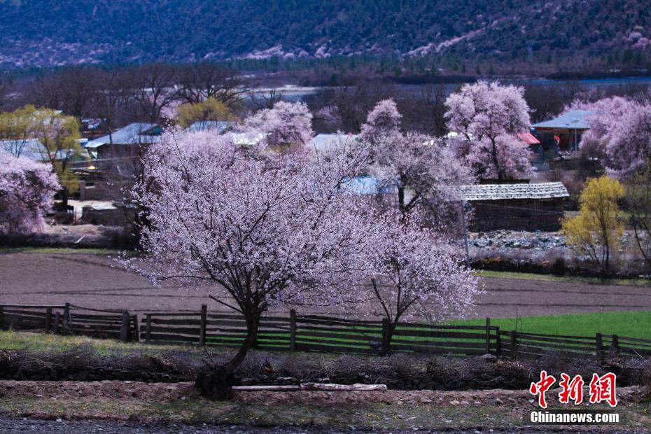 樹齢百年の桃の花が咲き乱れる「花の谷」ニンティ　西蔵