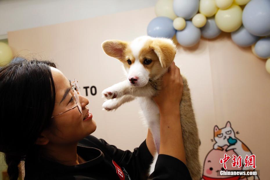「ペット同伴出勤日」で社員のストレス軽減図る上海のある企業