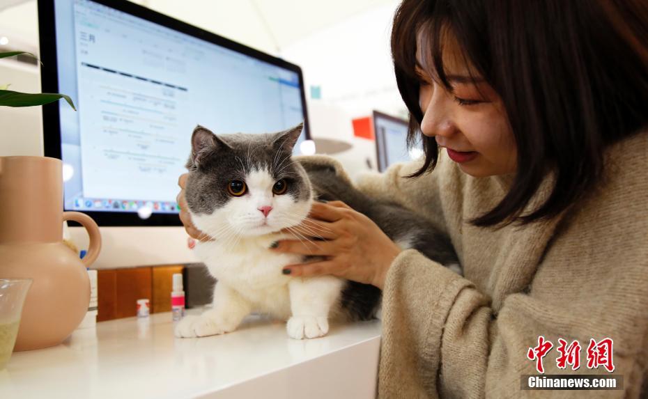 「ペット同伴出勤日」で社員のストレス軽減図る上海のある企業