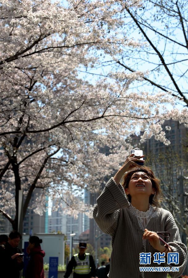 春光にきらめく満開の桜　上海陸家嘴