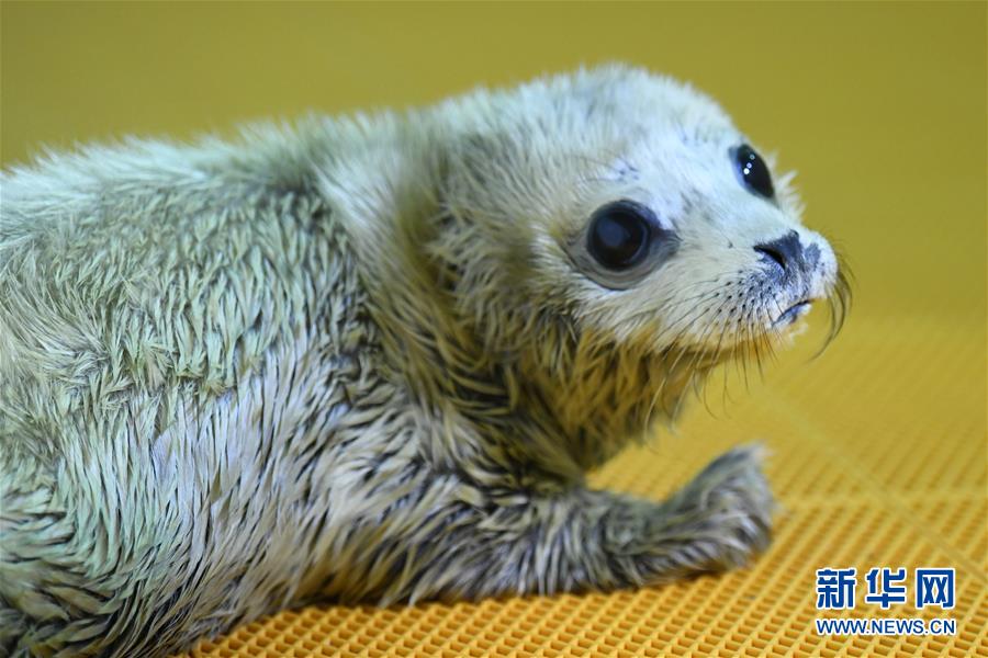 ハルビン極地館に今年初のアザラシの赤ちゃん誕生！　黒竜江省