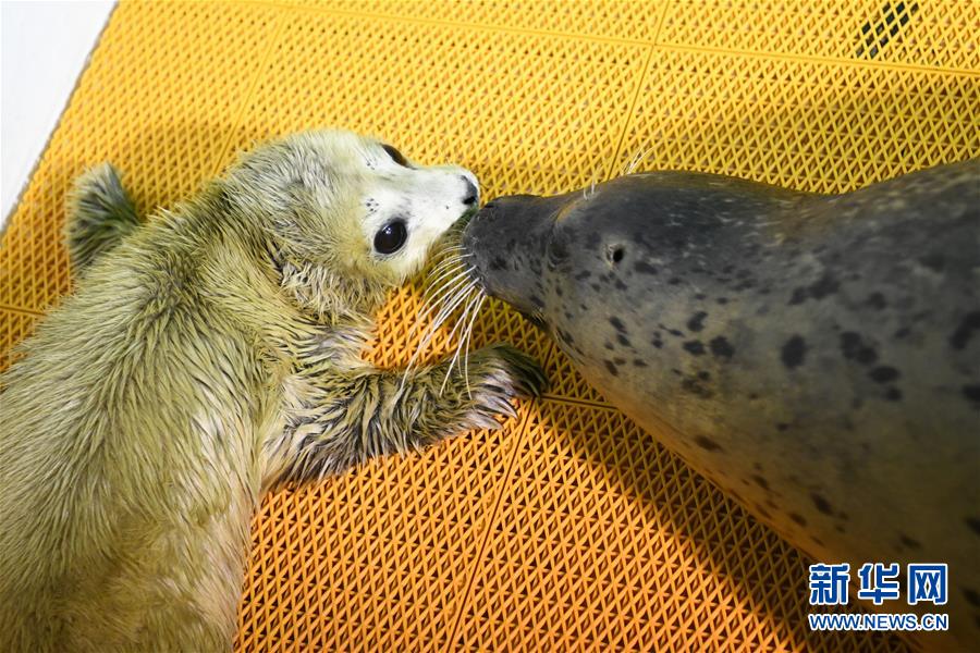 ハルビン極地館に今年初のアザラシの赤ちゃん誕生！　黒竜江省