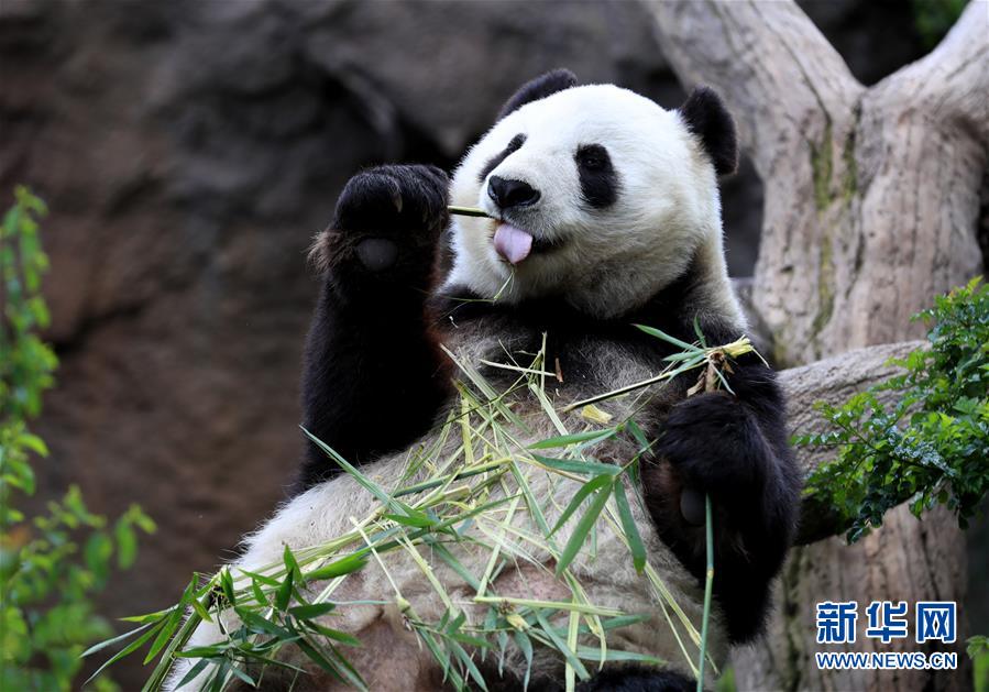 4月6日、米サンディエゴ動物園のパンダ館で竹を食べるパンダの「白雲」（撮影・李穎）。
