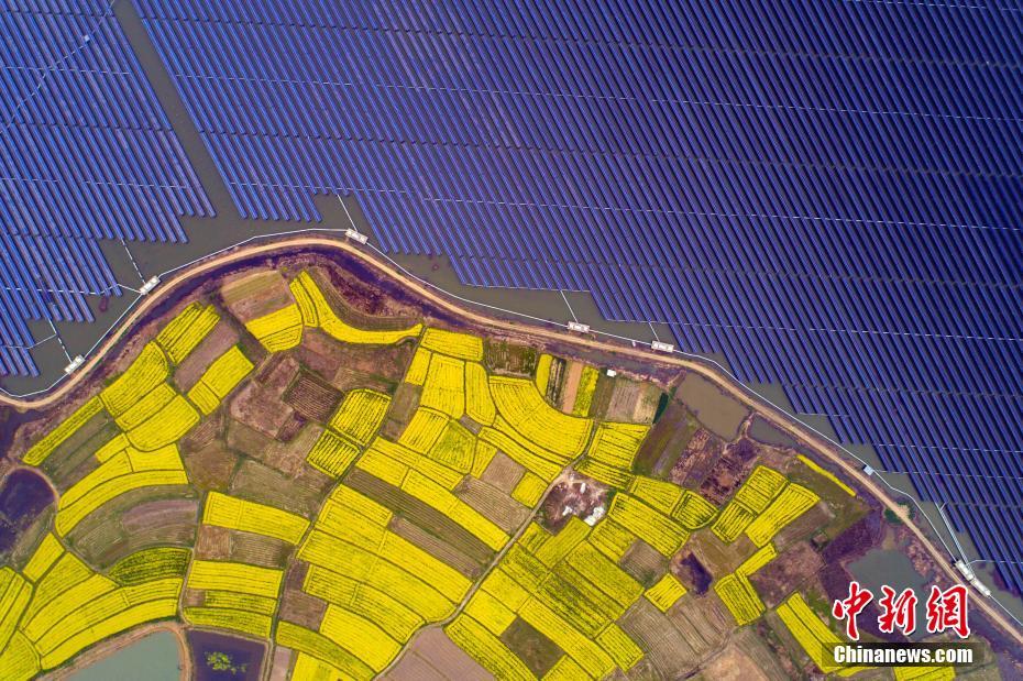 安徽省合肥市の太陽光発電所、アブラナの花との「出会い」