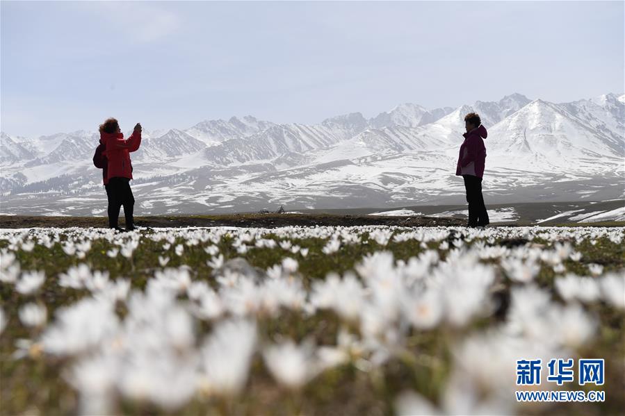 新疆那拉提風景名勝区の雪山の麓で撮影した野生のユリ（撮影・沙達提）。