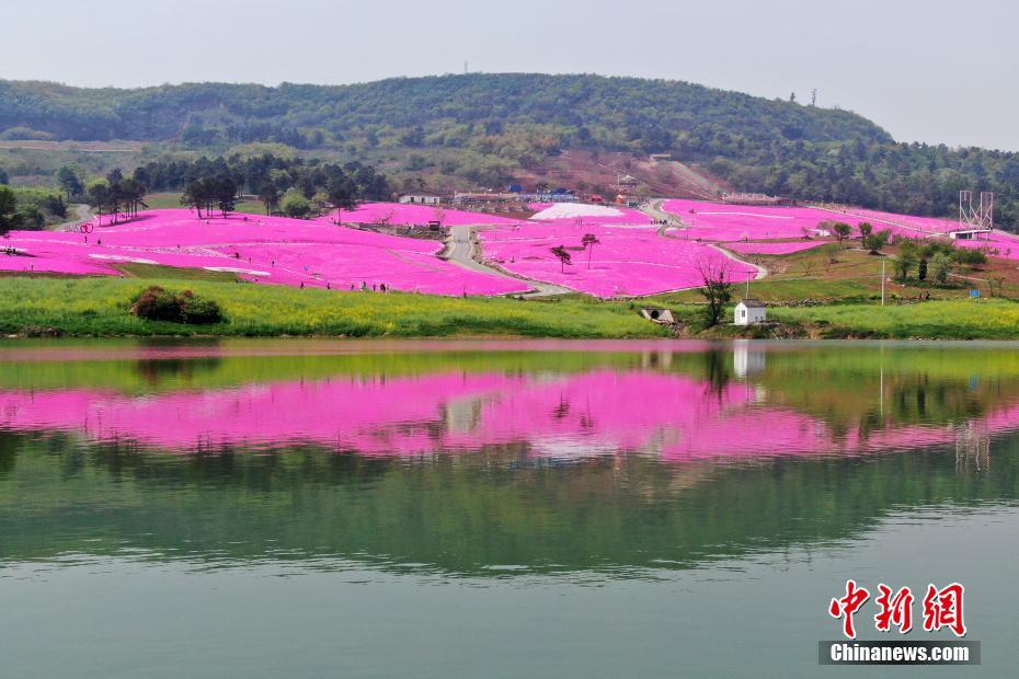 「ピンクのカーペット」広がる江蘇句容　満開迎えたシバザクラ