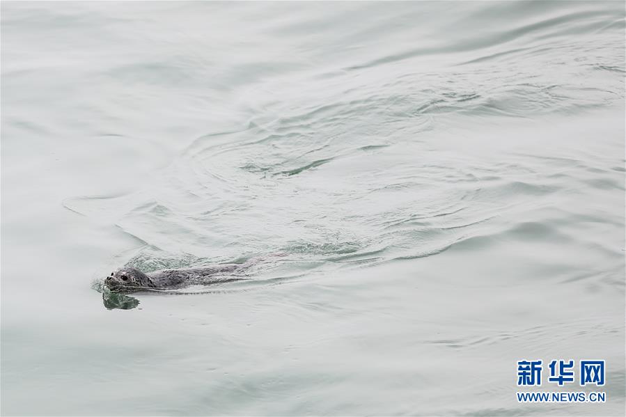 密漁されたゴマフアザラシ24頭を海へ返す　遼寧省大連