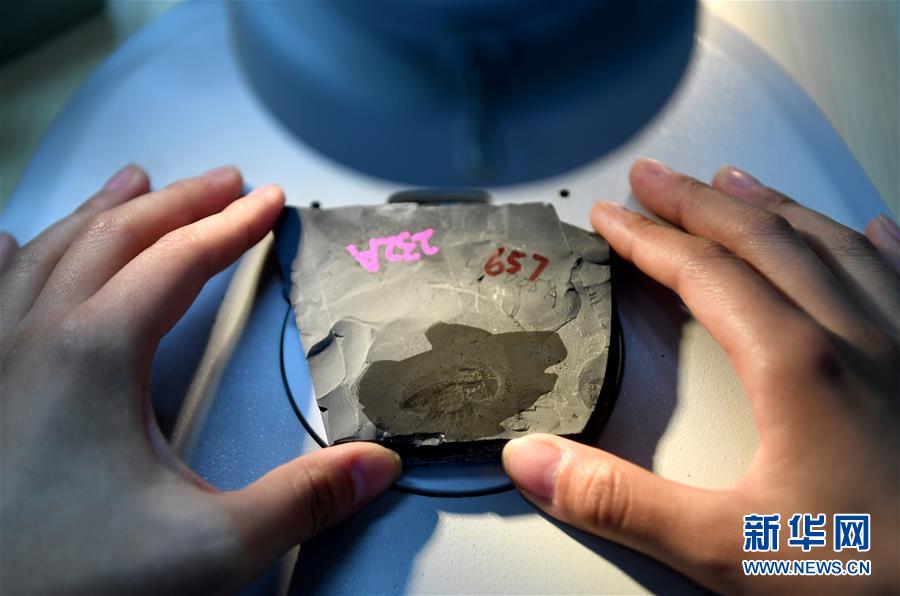 中国の科学者がカンブリア紀の「化石の宝庫」清江生物群を発見