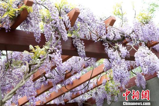 樹齢470年以上のフジの花が上海で開花