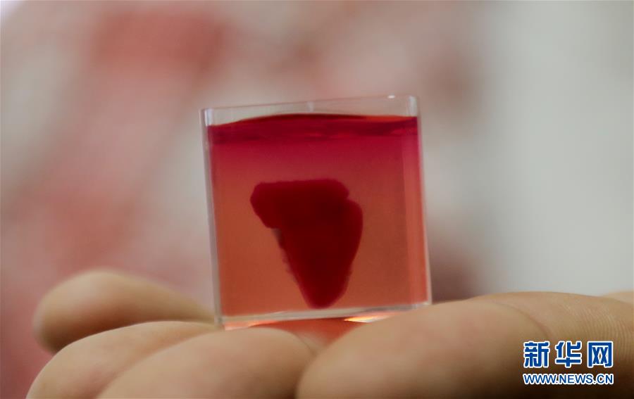4月15日、イスラエルのテルアビブ大学で、研究者の一人が手にした3 D心臓（写真提供・新華社）。