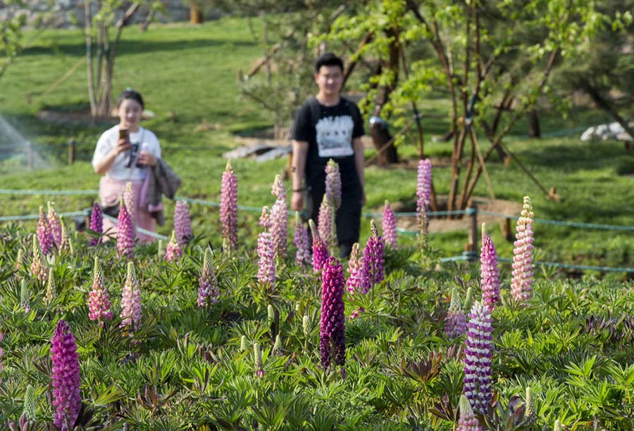 玉渊潭公園でルピナス10万株が「塔」のような豪華な花咲かせる　北京市