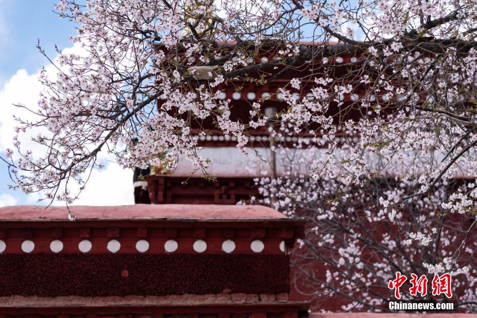 モモの花が満開となったパボンカ寺院（撮影・何蓬磊）。
