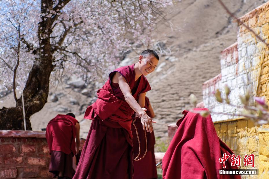 チベット自治区のパボンカ寺院周辺のモモの花が満開に