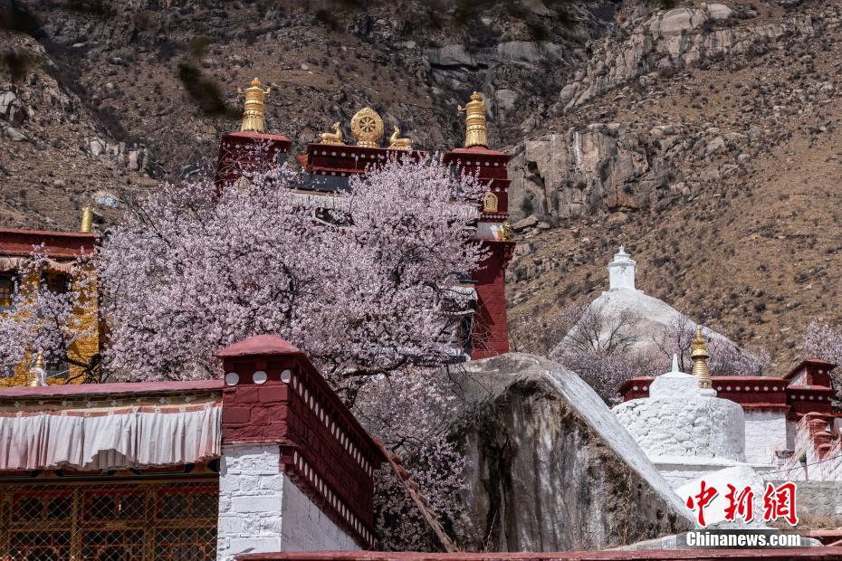 チベット自治区のパボンカ寺院周辺のモモの花が満開に