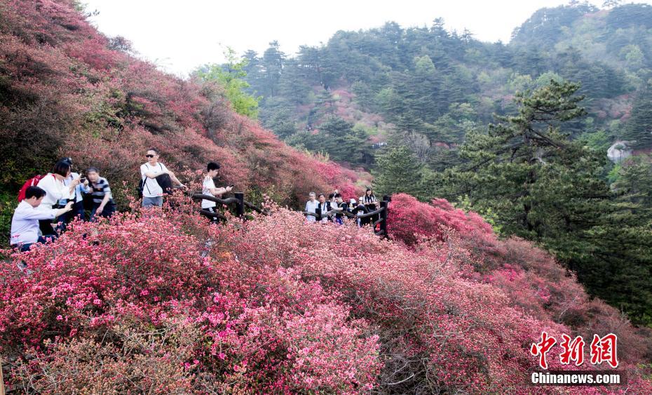 4月20日、アザレアが満開になり花見客でにぎわう亀峰山（撮影・汪立敏）。