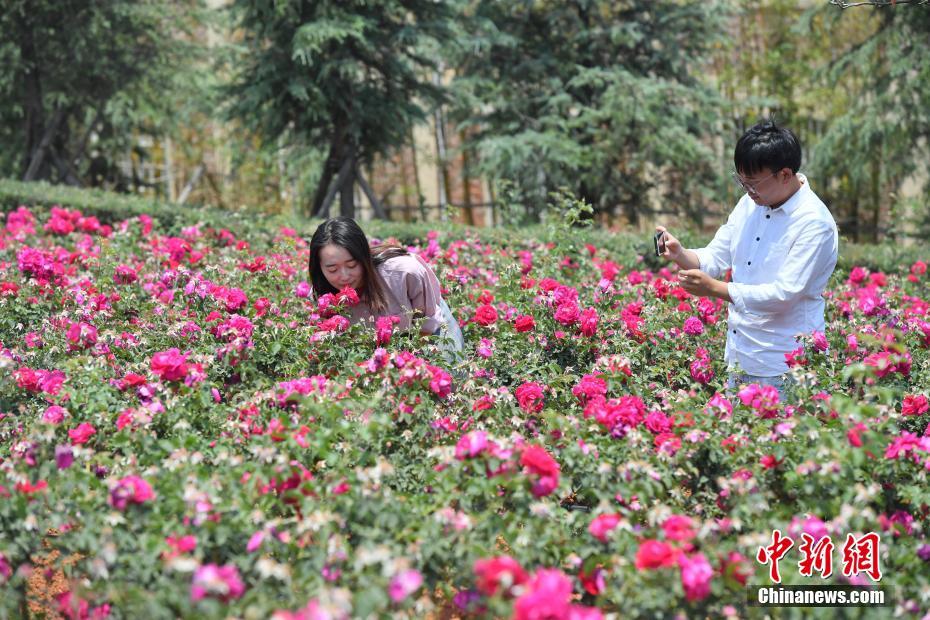 雲南大学の学食にバラを使った新メニュー　学生たちに人気