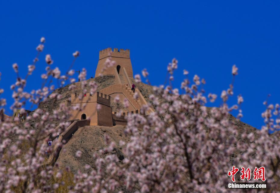 青い空やピンクの花とのコラボが美しい嘉峪関市の懸壁長城（撮影・師永紅）。