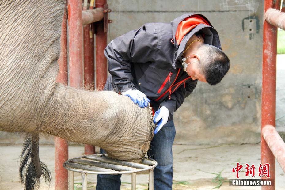 無錫市動物園のメスゾウが彼氏を待ちながらフットケア　江蘇省