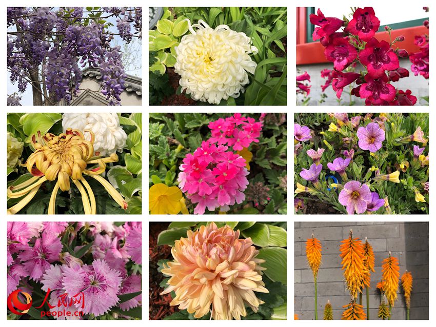 色とりどりの花の祭典をピックアップ 2019北京世園会